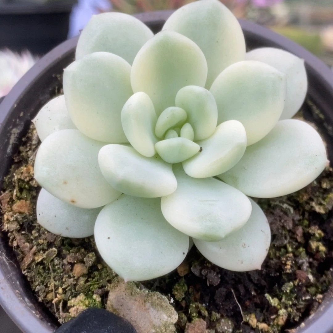 522新香水锦锦锦锦锦锦