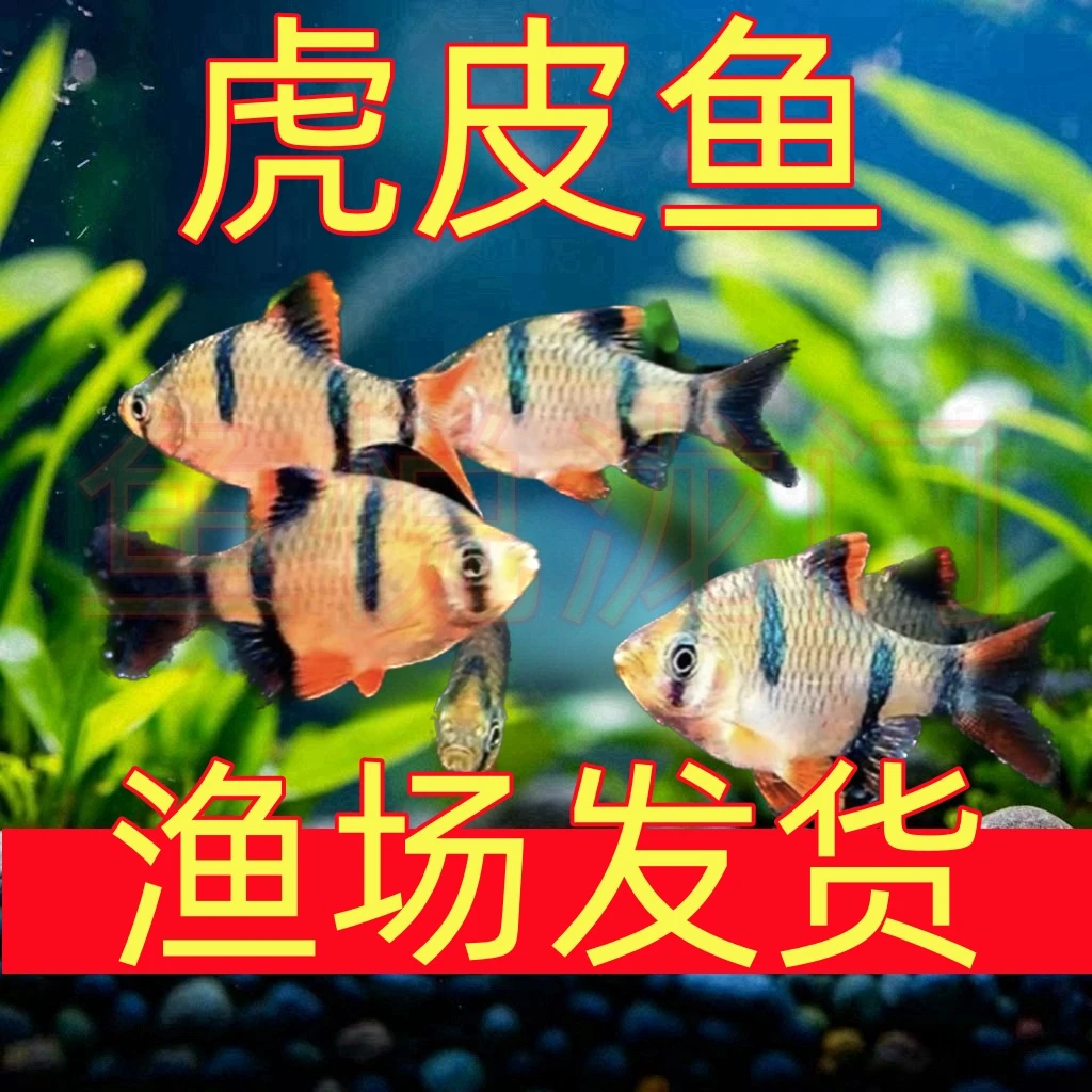 【京东快递】虎皮鱼热带鱼小型观赏鱼群游鱼四间虎皮鱼斗鱼白云金丝