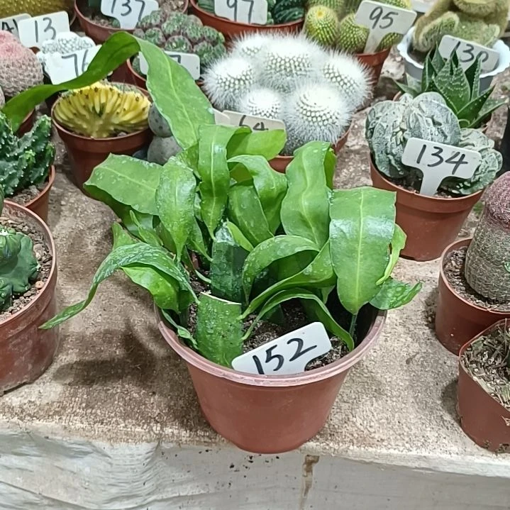 无花朵昙花     22元