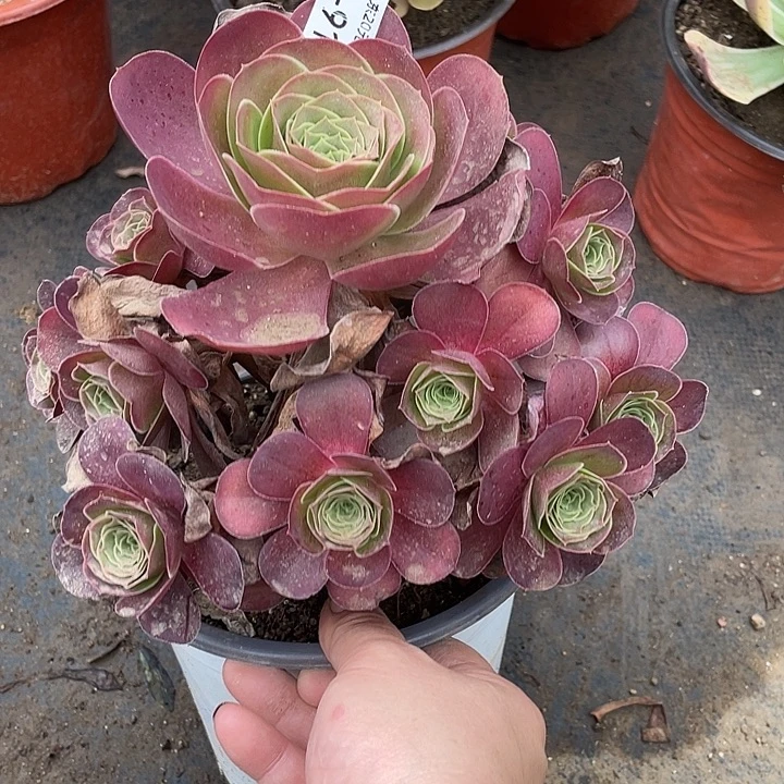 916魅金玫瑰多肉植物法师