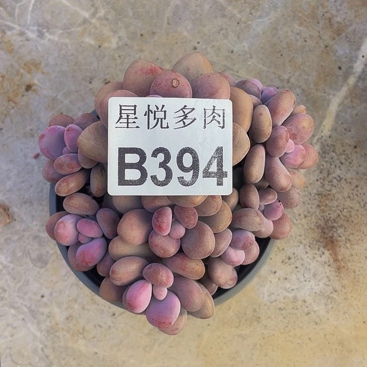 星悦多肉     B394