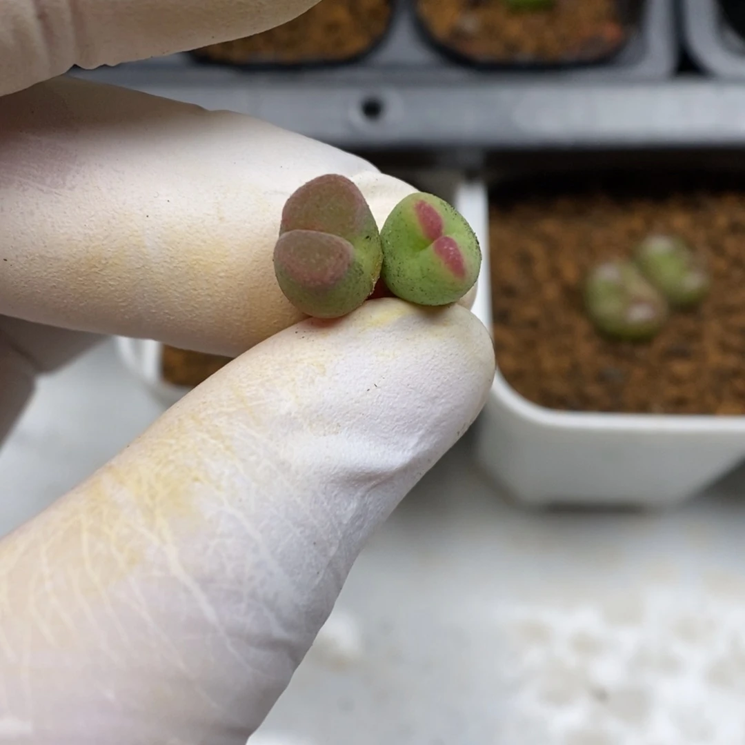 多肉植物肉锥杂交K-3847 两颗打包