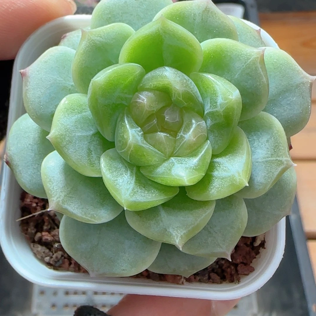 珍妮无尽灯0604-06