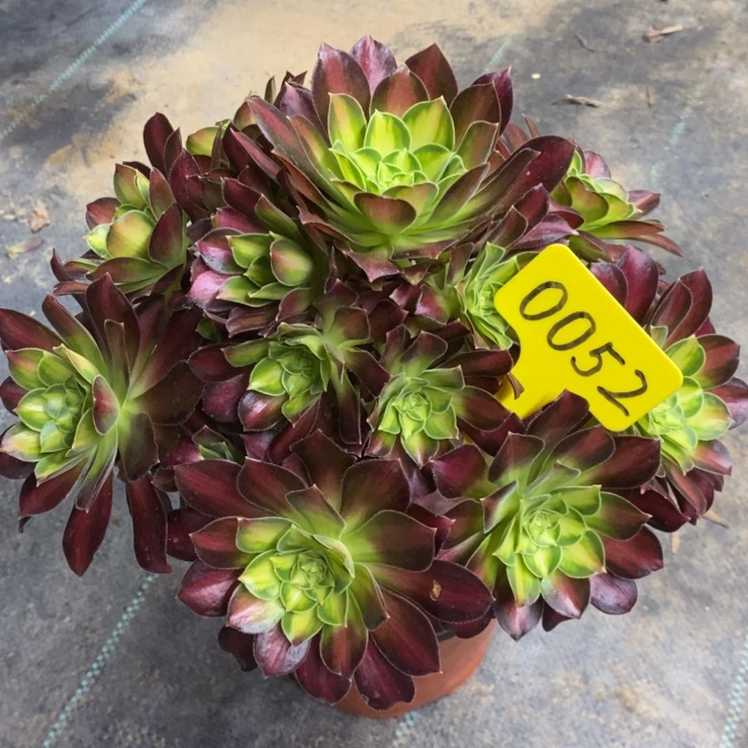 红陶0052韶华多肉法师