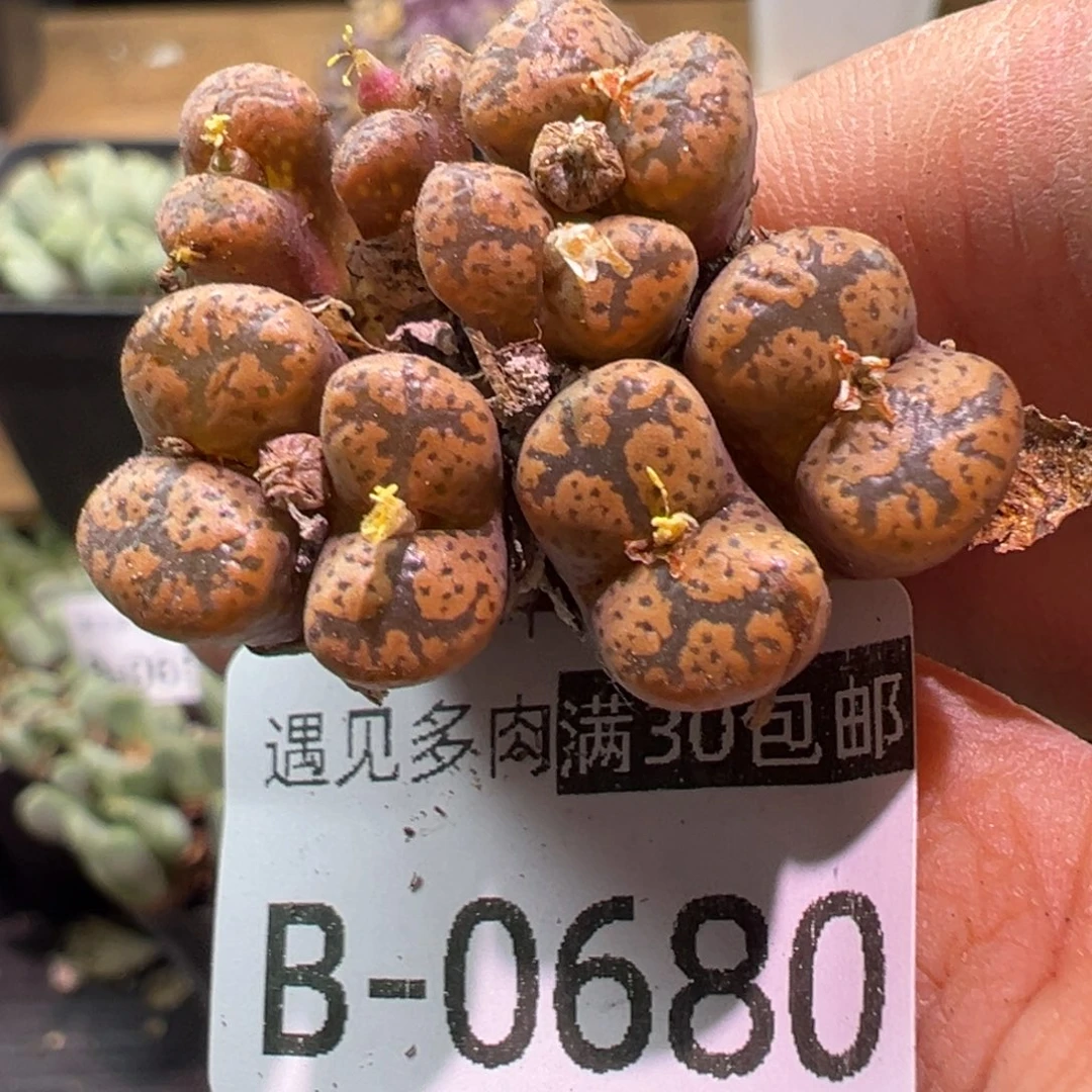 多肉植物1111111111111