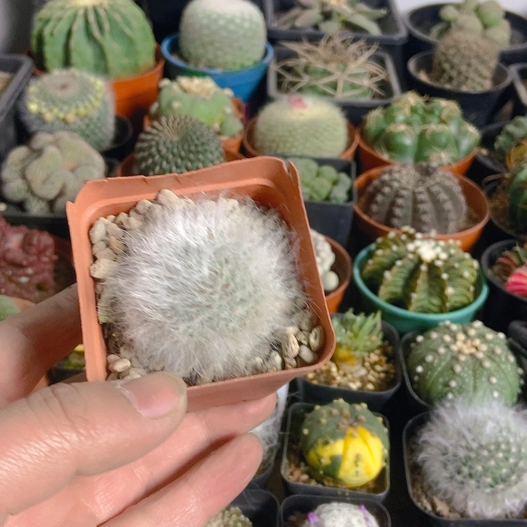 无刺丽光殿一物一拍