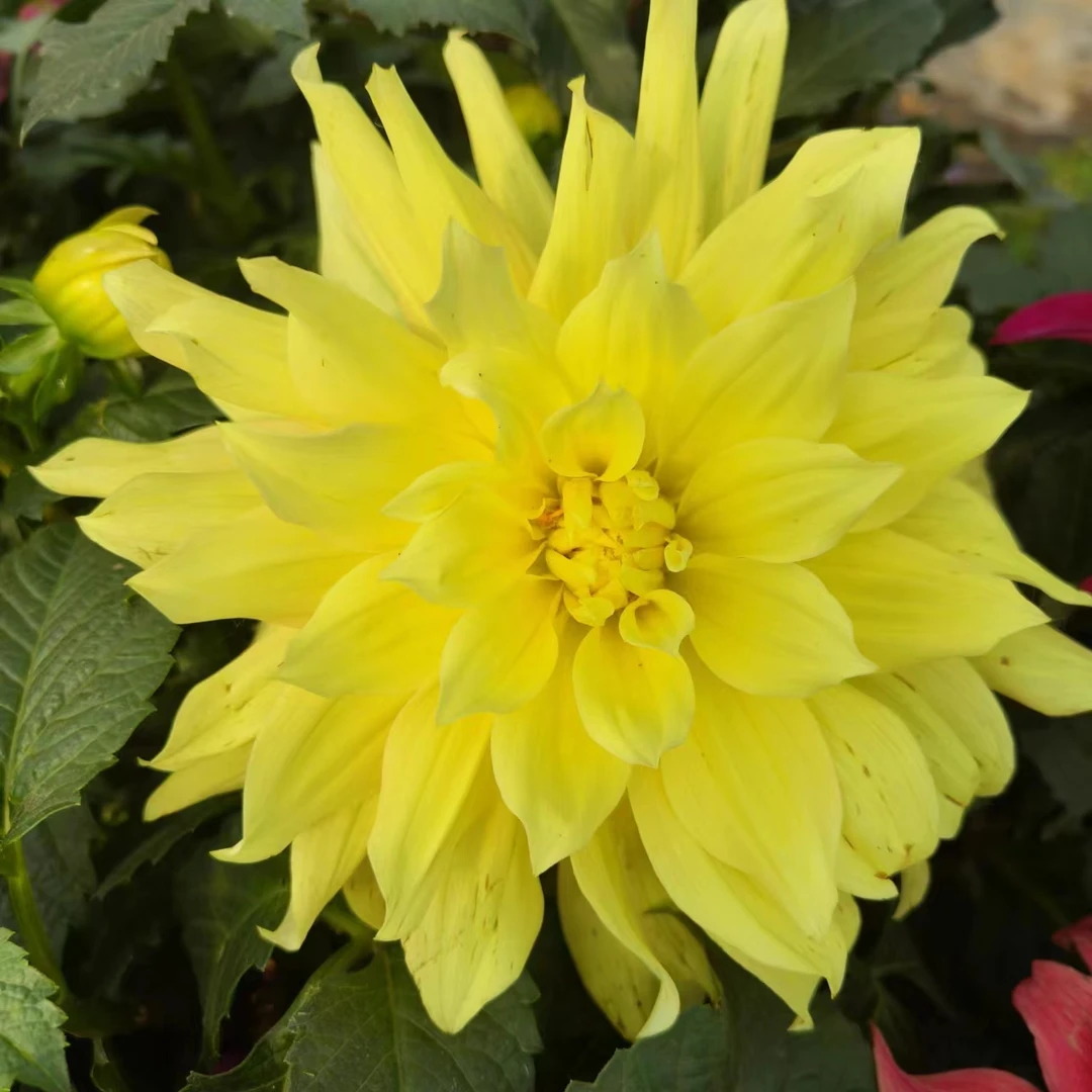 【开尔文照明灯】大丽花盆栽墨西哥进口品种阳台花园庭院种植