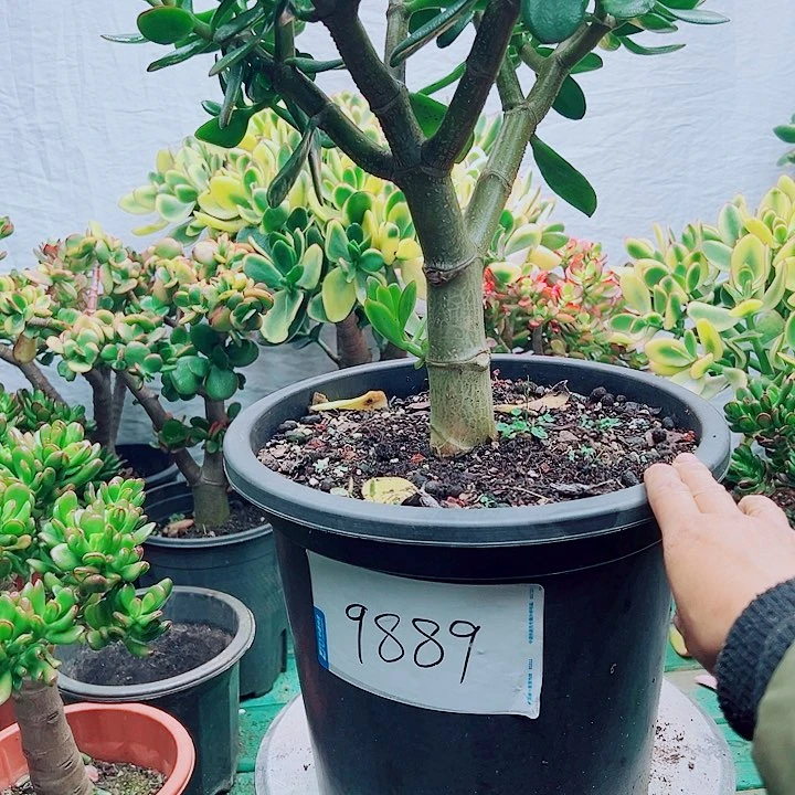 9889号玉树不带盆一物一拍