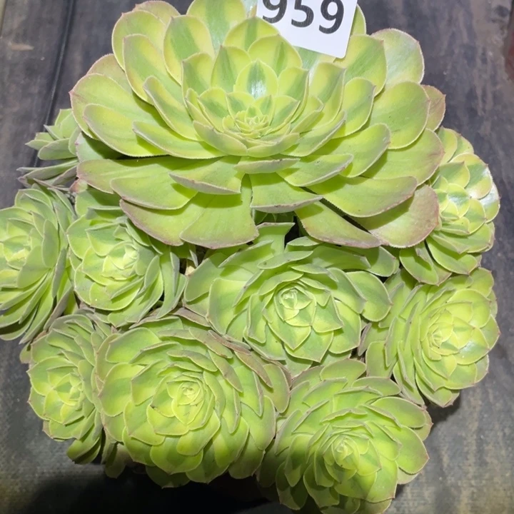 清***兰雨荷959号多肉植物