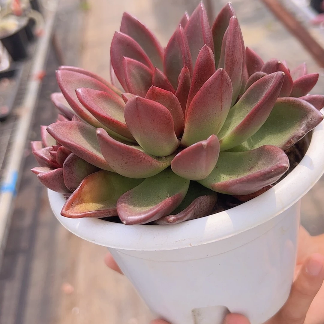 丰沛玫瑰 单头带籽