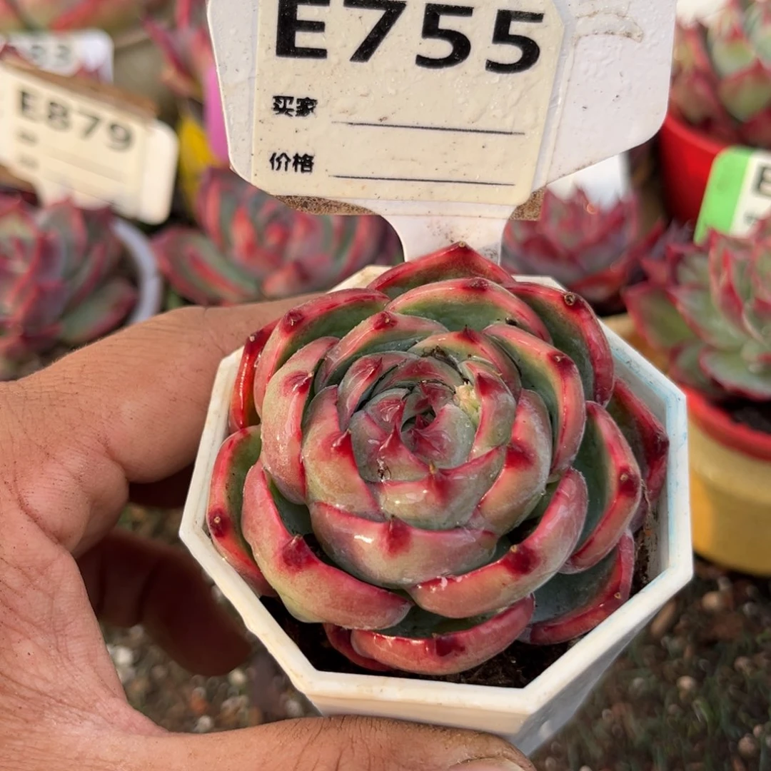 惊鸿一瞥755好多肉