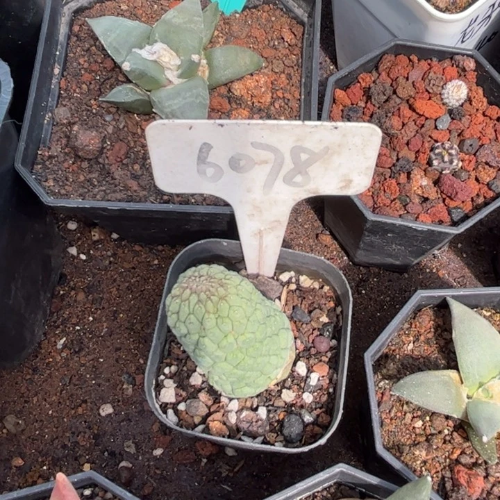 宏*6078佛头玉皮实好养