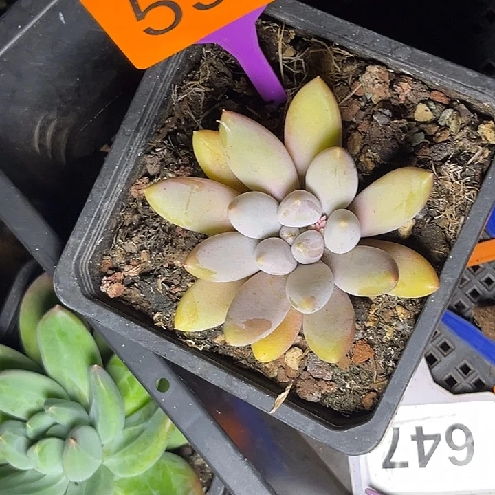 一***墩多肉植物哥特单头5