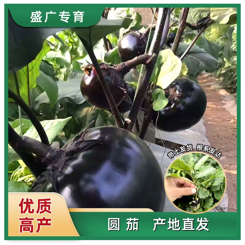 【圆茄】茄子种苗阳台盆栽地栽小院种植大田种植