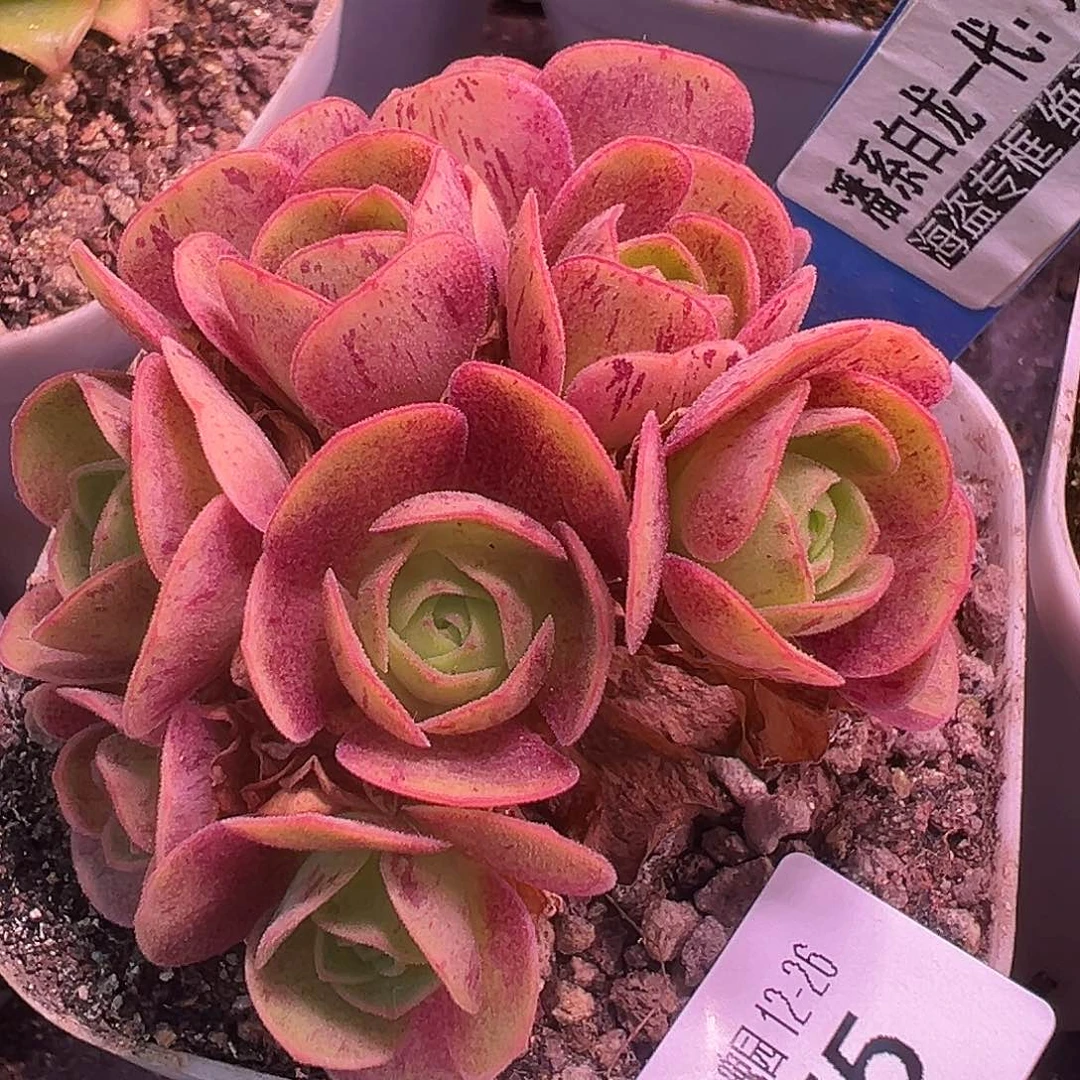 糖糖875 璃龙 侧芽 福利 量拍一个