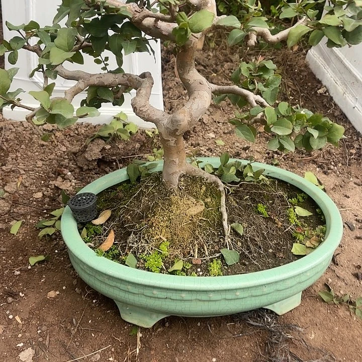 百***g无花朵哈哈哈哈哈哈