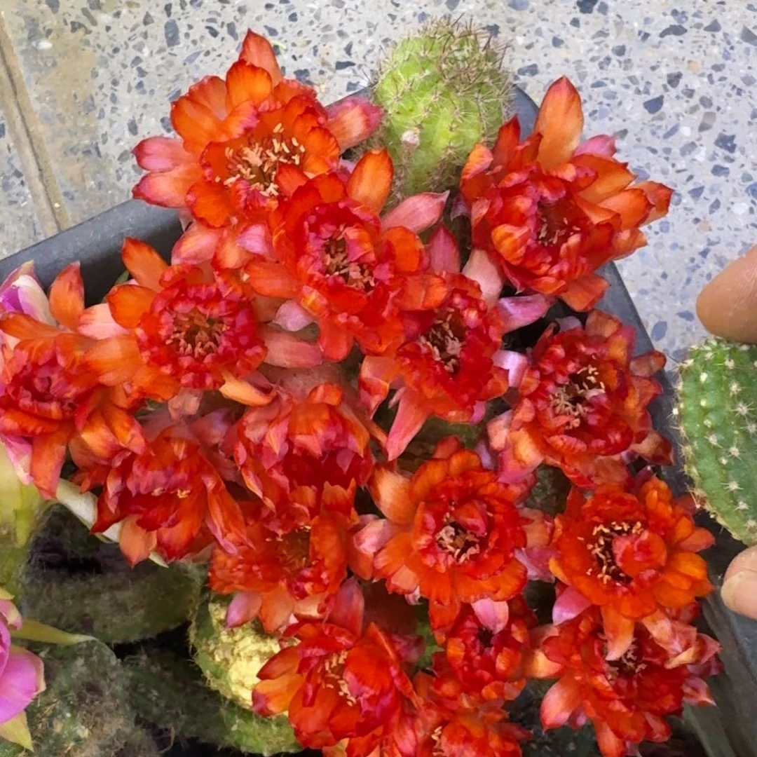 15白檀林肯焰火3个无根侧牙斑，20包邮