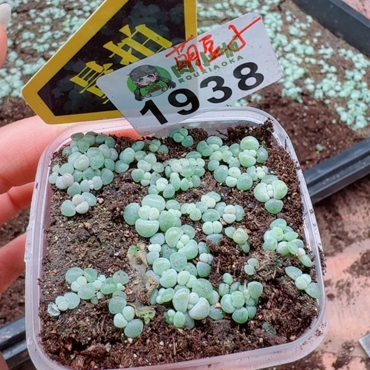 多肉植物多肉植物