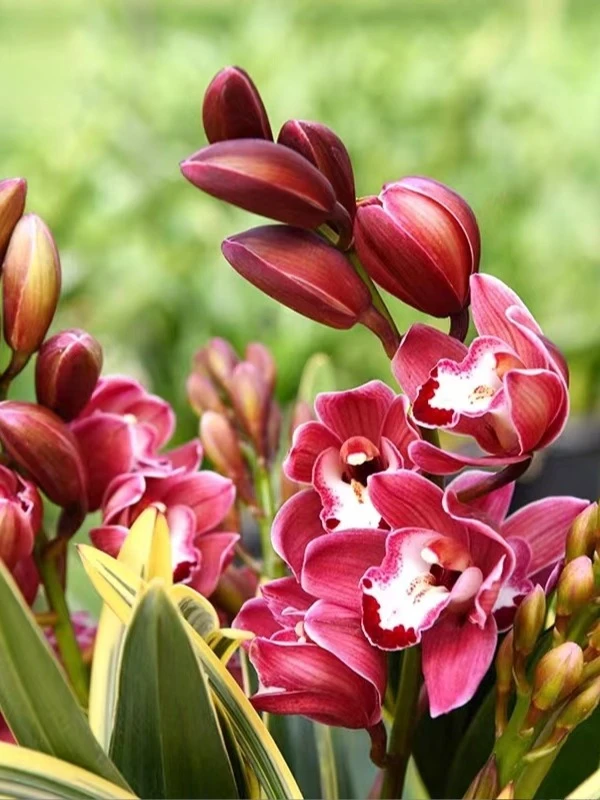 兰花【中国龙8~10苗大爆盆】室内外浓香型大花好养易活四季开花盆栽