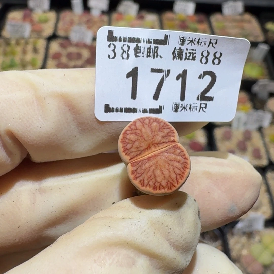 悠***天Sss sss精品生石花 1712