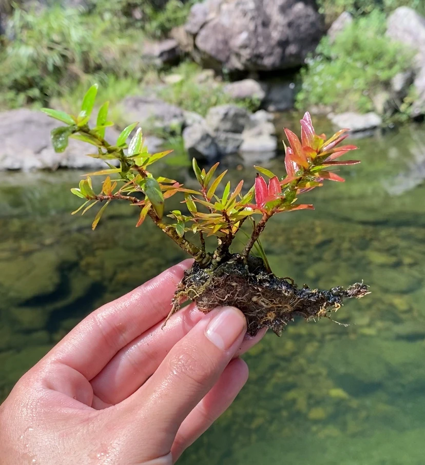 水杨梅 掌上盆景拇指桩桌面茶桌植物 水培土培植物鱼缸造景