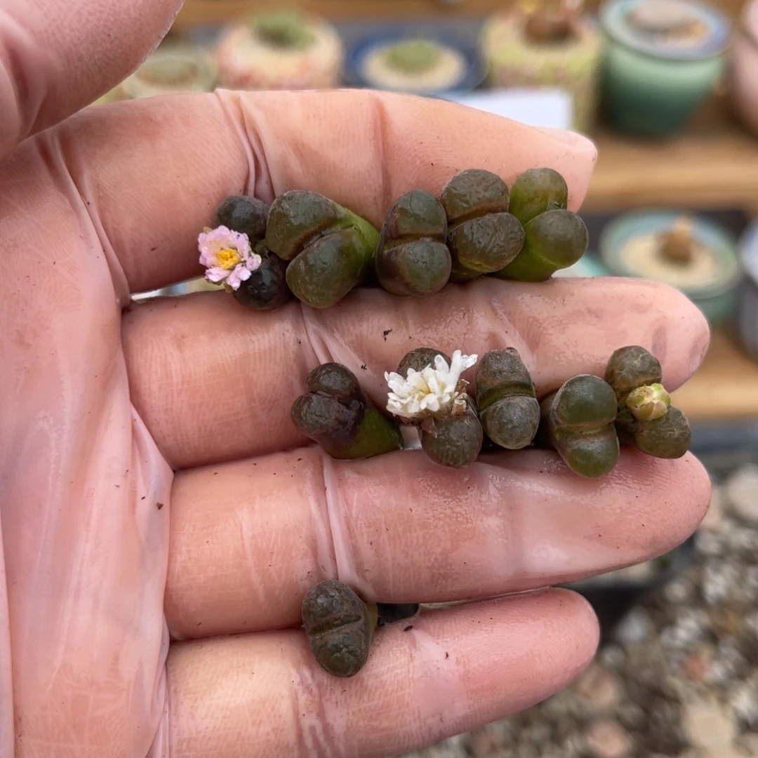 多肉植物一物一拍65