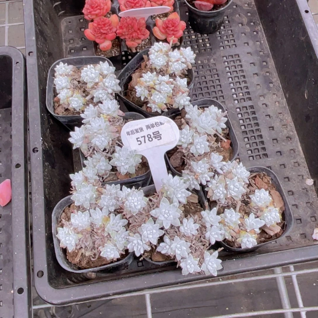 578号韩版白菊多头老桩群3个