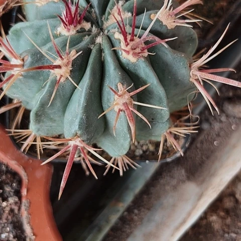 3488刺球处理处理