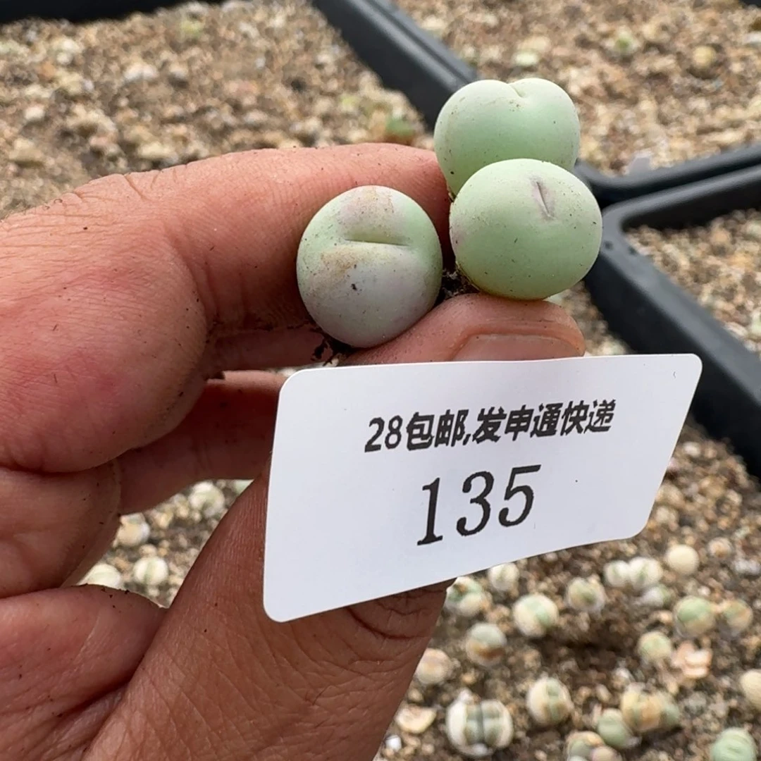 135。