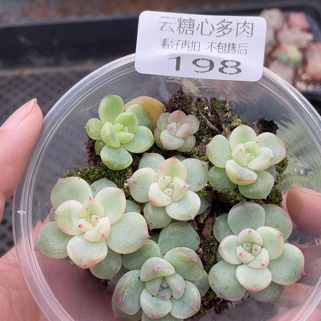 云糖心多肉植物198