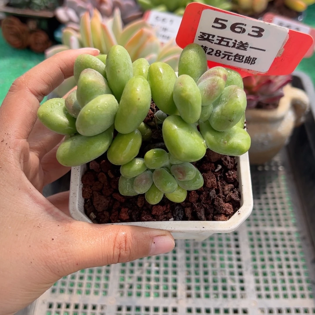 表妹精品多肉植物563: