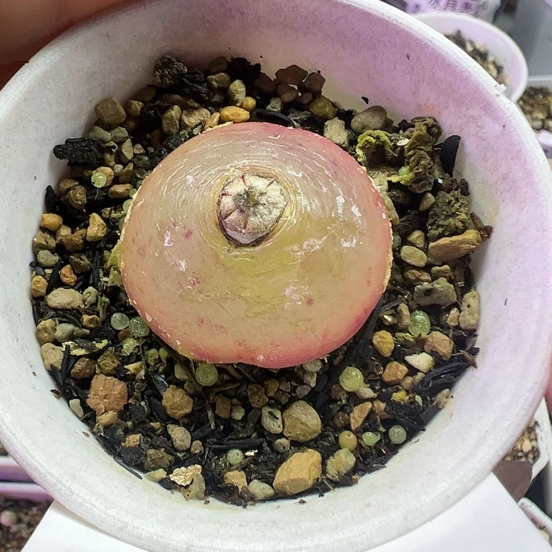 猪*虫563灯泡寄养发货