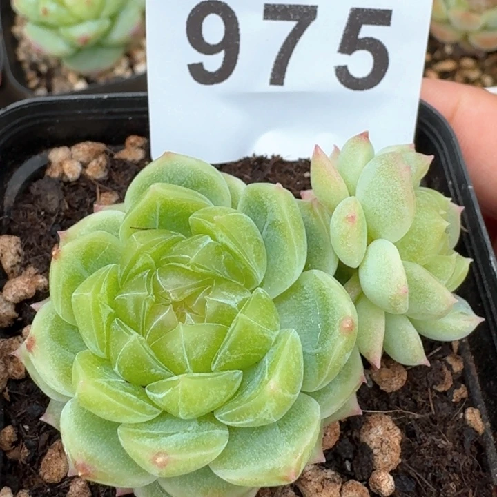 泼天财富            多肉植物