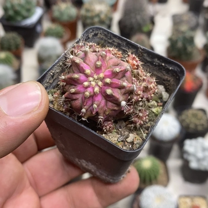 海神牡丹特价福利