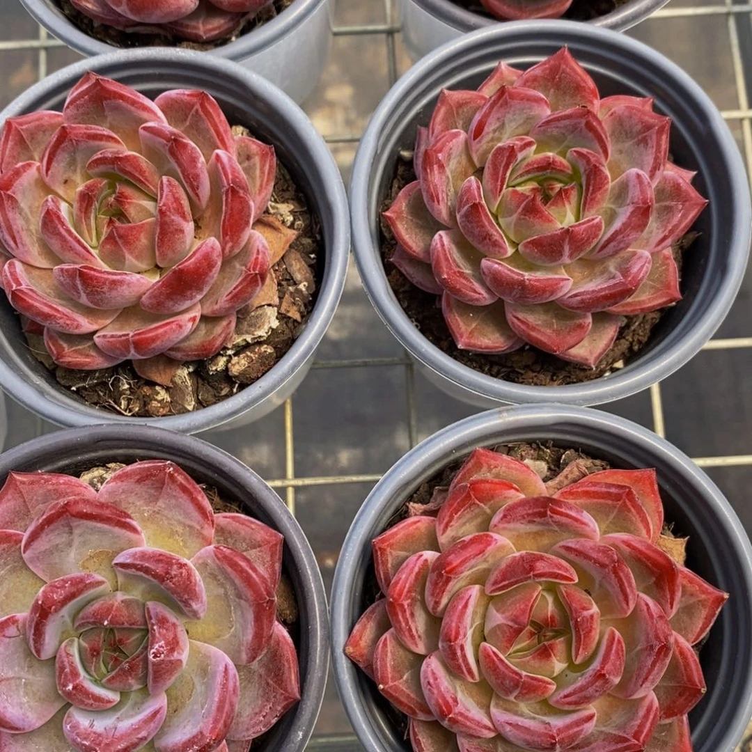 99-精品宽叶母本夜魔侠单头一个