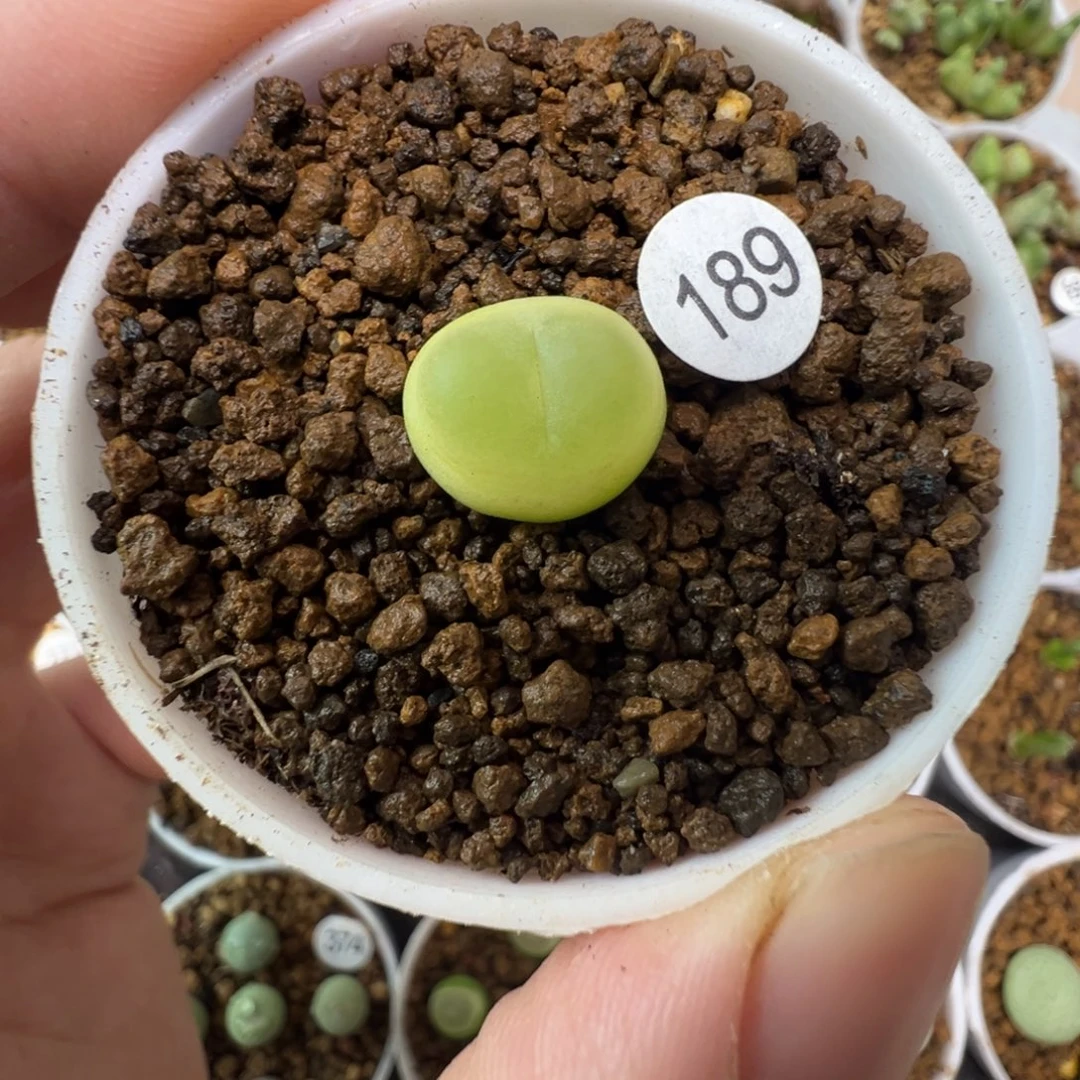 拉登一颗脱土1890000