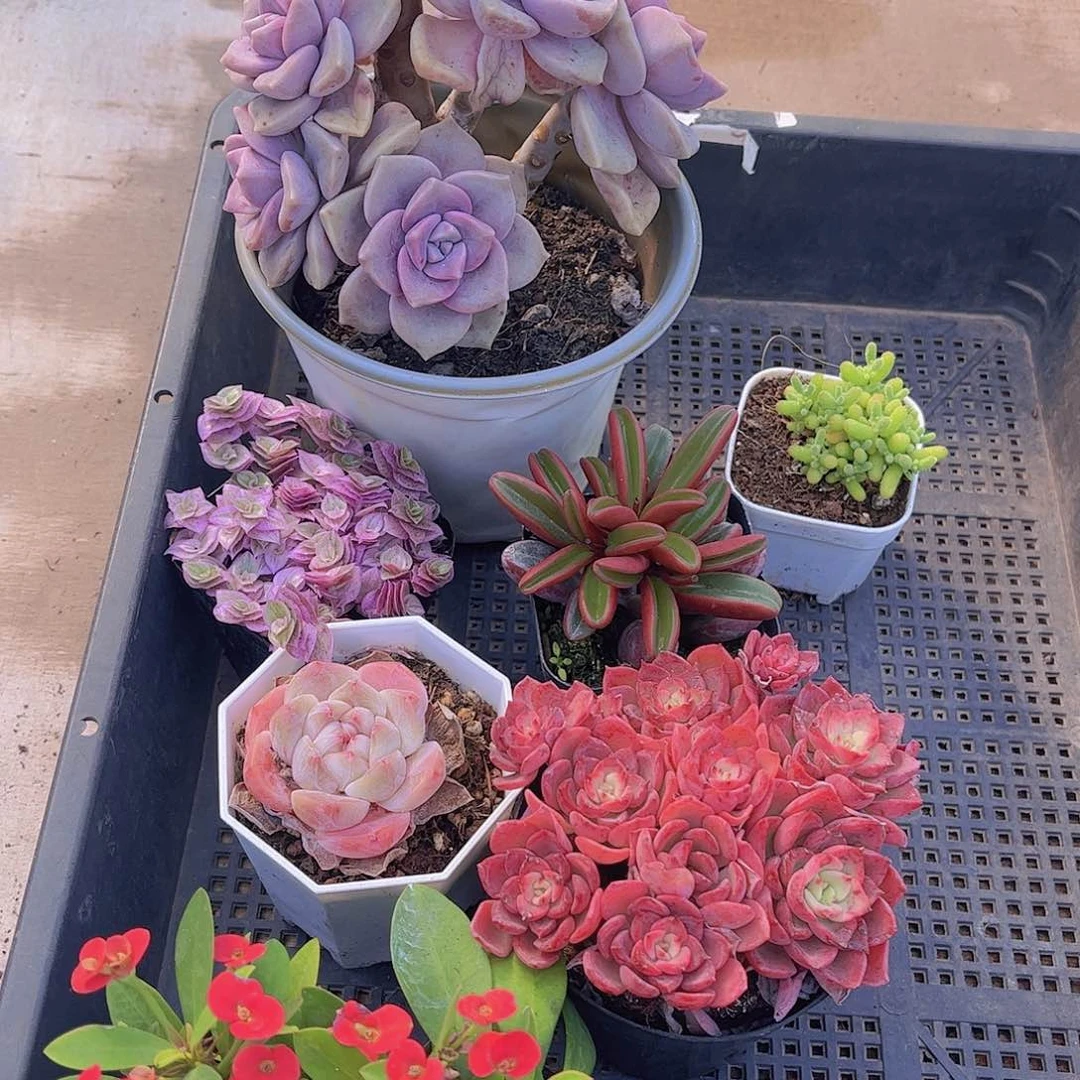 多肉650多肉植物