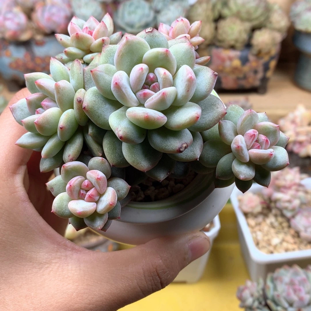 黑***妮超级福利一物一拍整群橙子