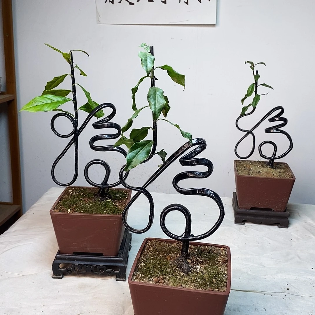 养***殖无花朵金弹子龙型弯福字盆景