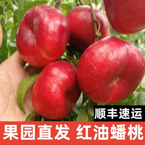 顺丰包邮红油蟠桃香甜多汁当季桃子新鲜水果现摘现发孕妇儿童喜吃