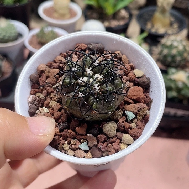 883实生龙爪属栗星玉