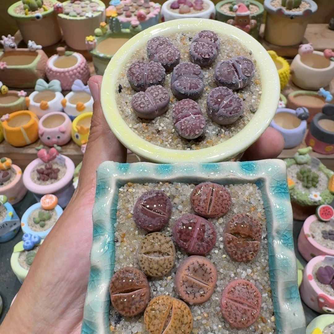 蘑菇1261紫李紫折榴多肉植物