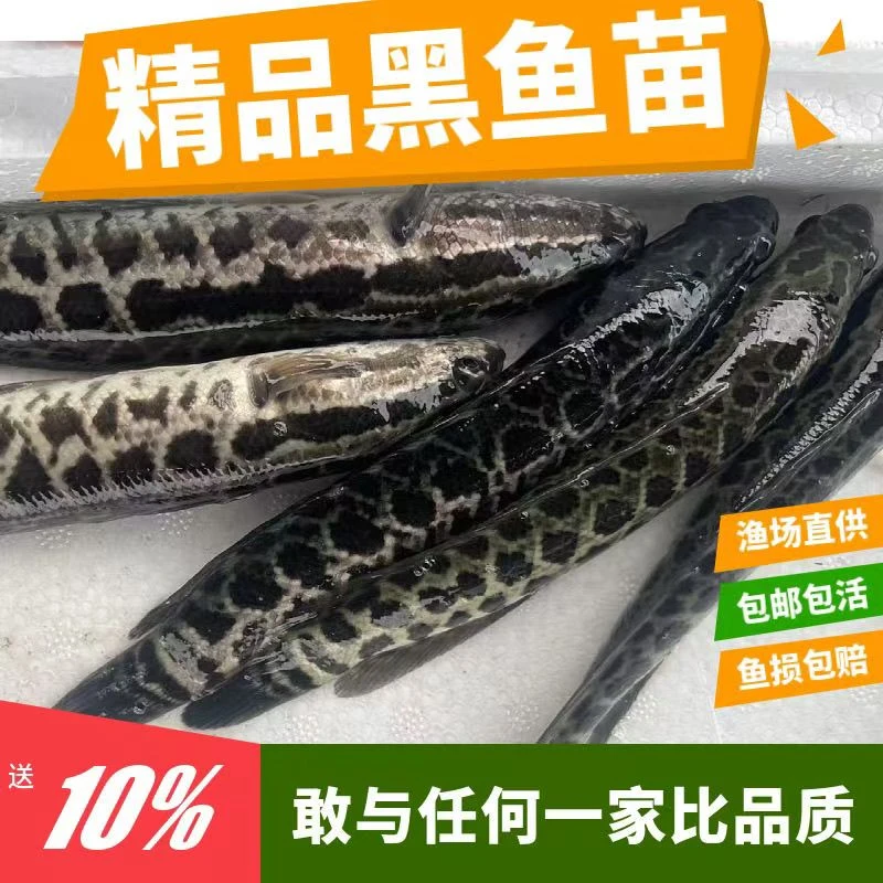 黑鱼鱼苗优质生鱼苗乌鱼苗淡水好养殖财鱼苗乌鳢鱼苗黑鱼苗