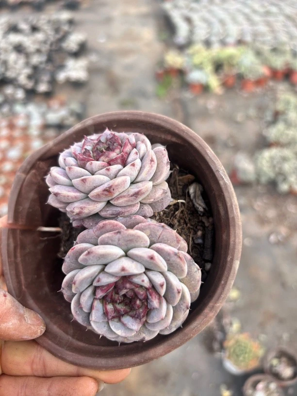 糖心天鹅绒单双头随机发（拍一发二）多肉植物阳台露台办公室绿植