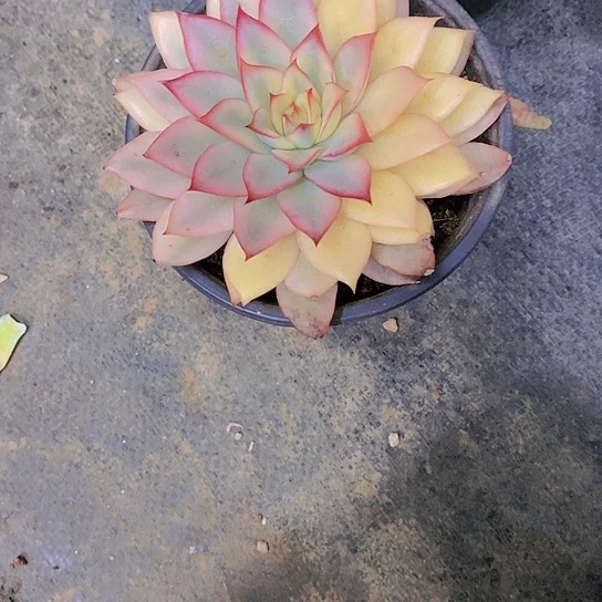 用****2月光女神锦多肉