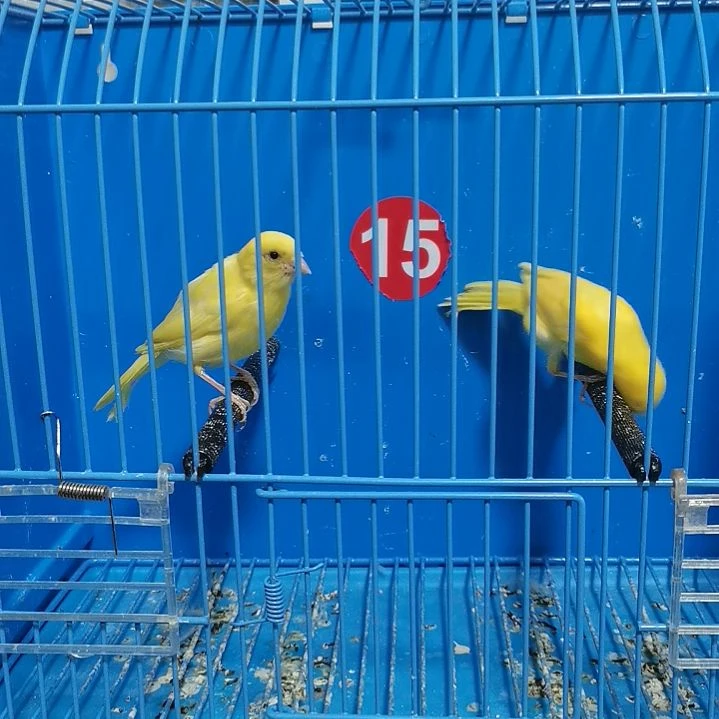 虎皮鹦鹉虎*虎蜡黄一对