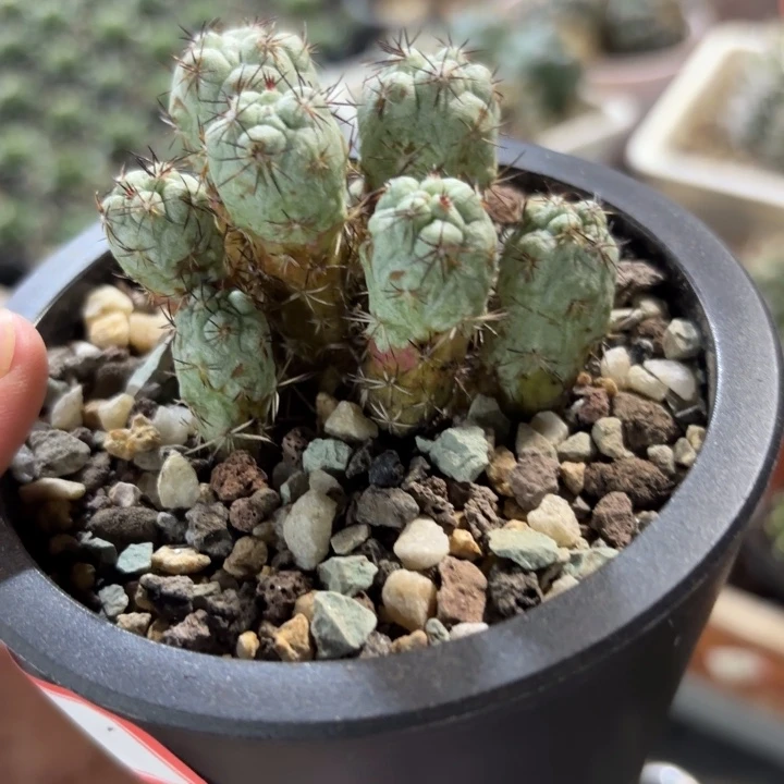 帝王群生好养皮实