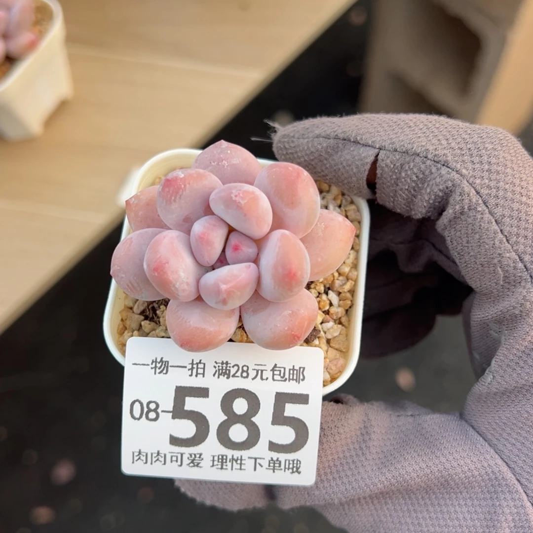 金***?香水奶多肉多肉多肉多肉