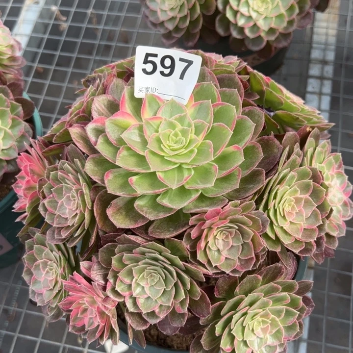 597万花筒25厘米左右半木质