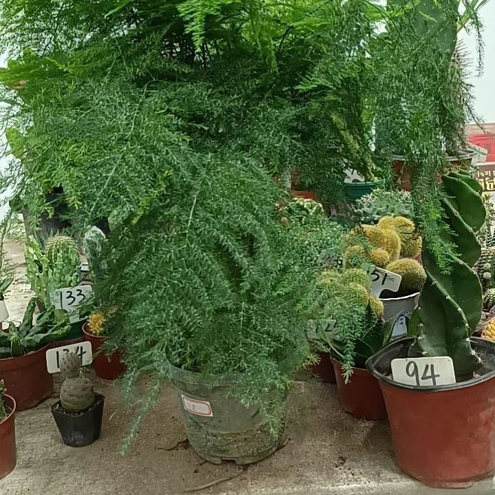 无花朵文竹       20元